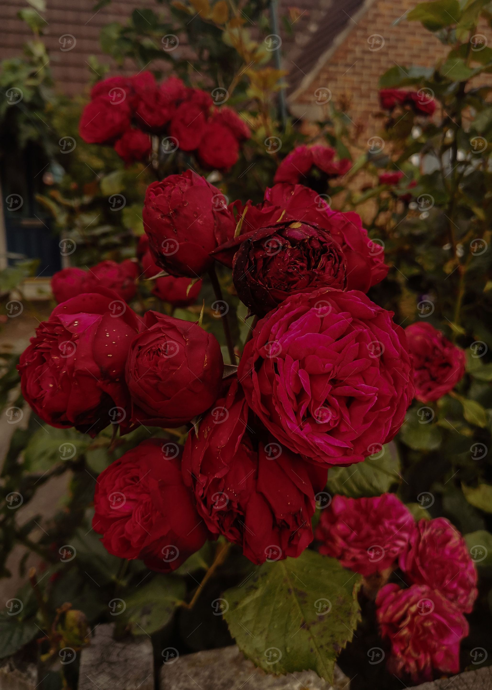many many roses