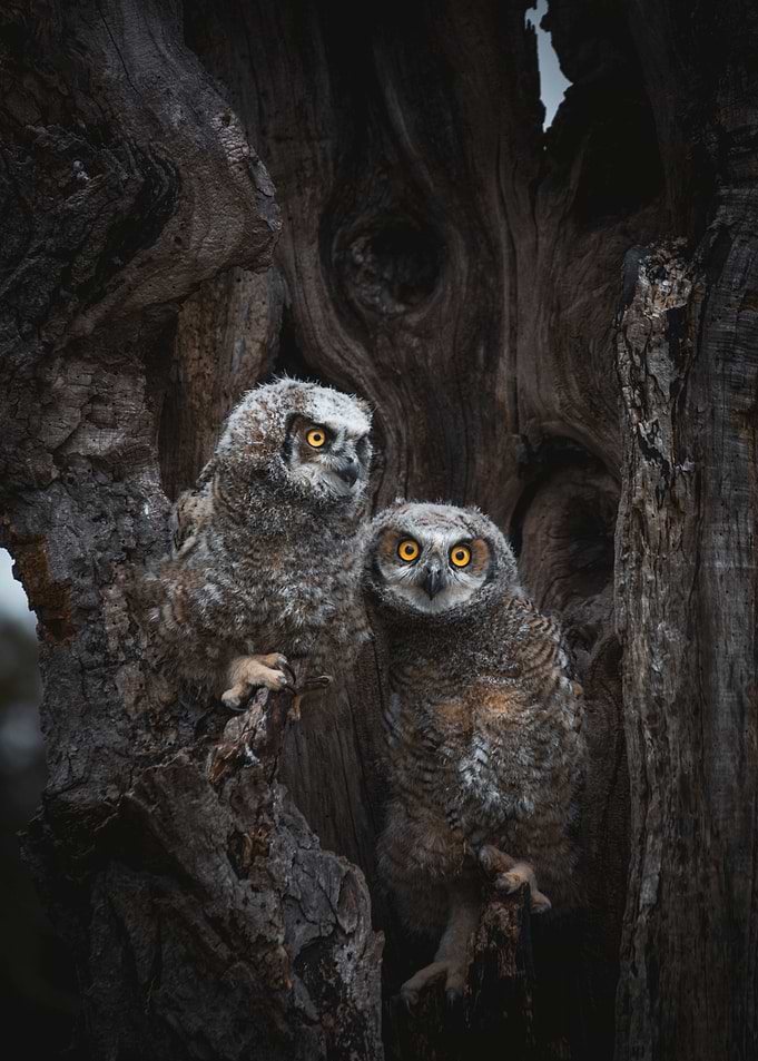 Baby Great Horned Owls