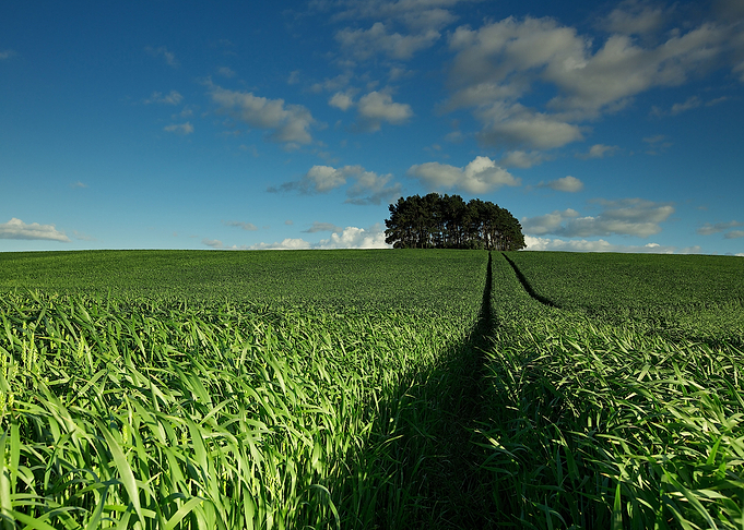 Fields