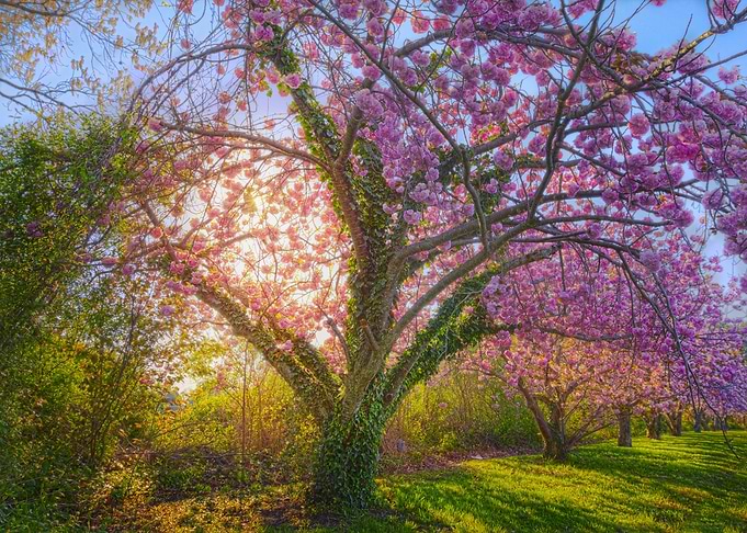 Nature landscape