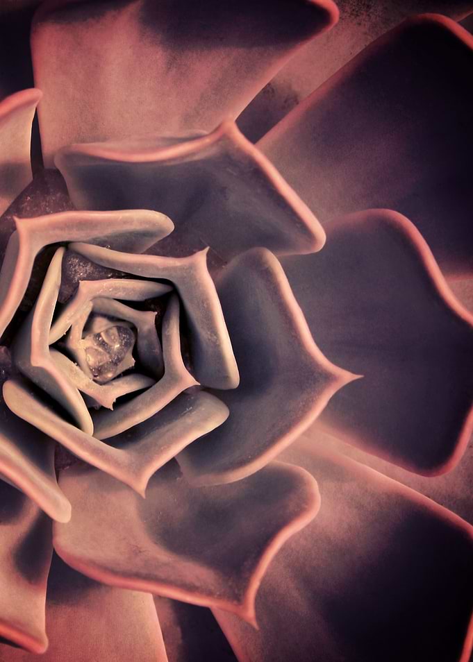 DARKSIDE OF SUCCULENTS XII