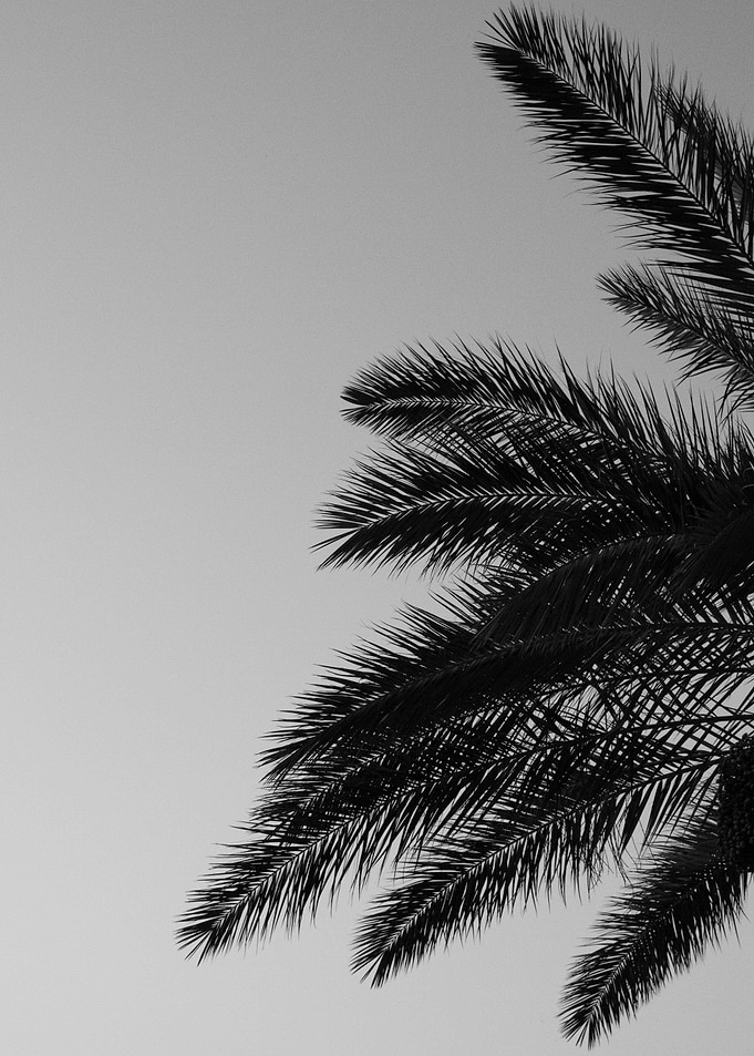 Palms Sunset Beauty 2