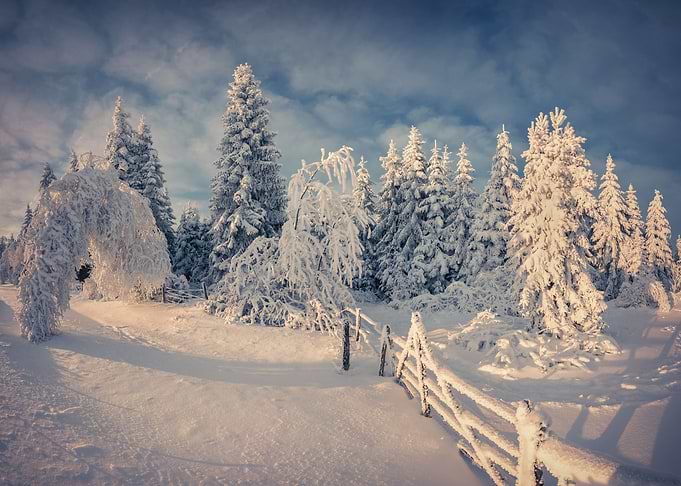 Winter landscape