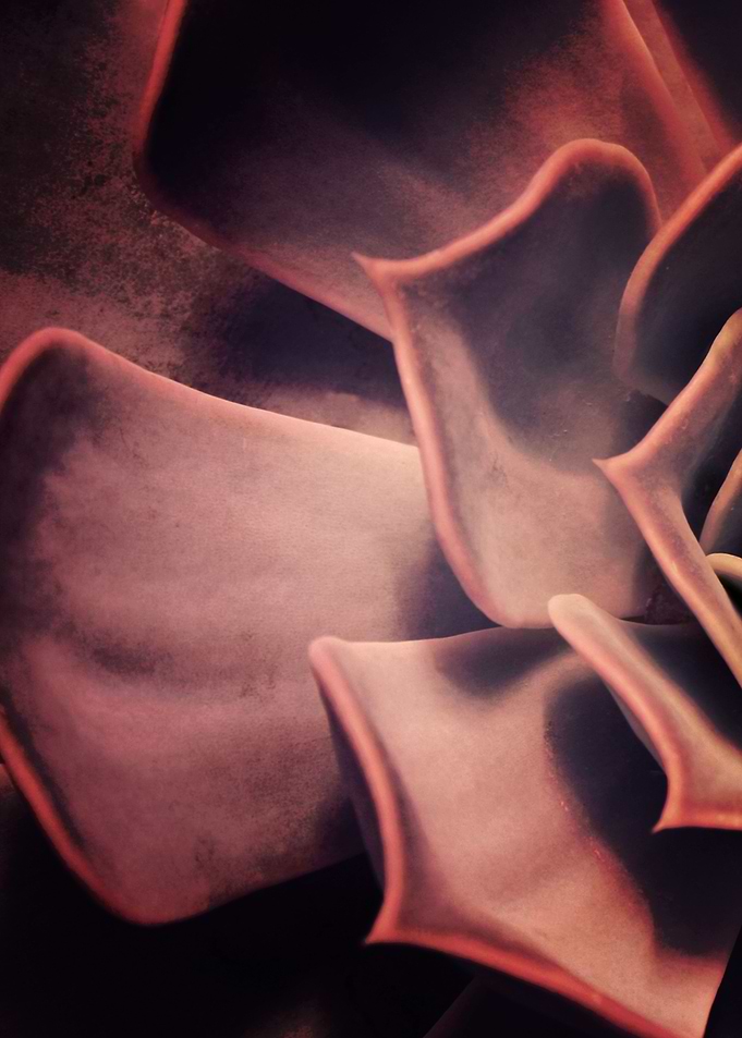 DARKSIDE OF SUCCULENTS XII