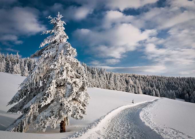 Winter landscape