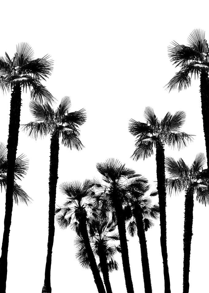 Tropical Palm Trees 2