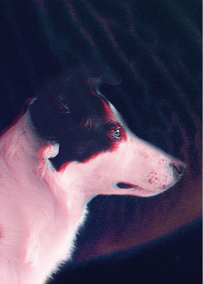 Dogo