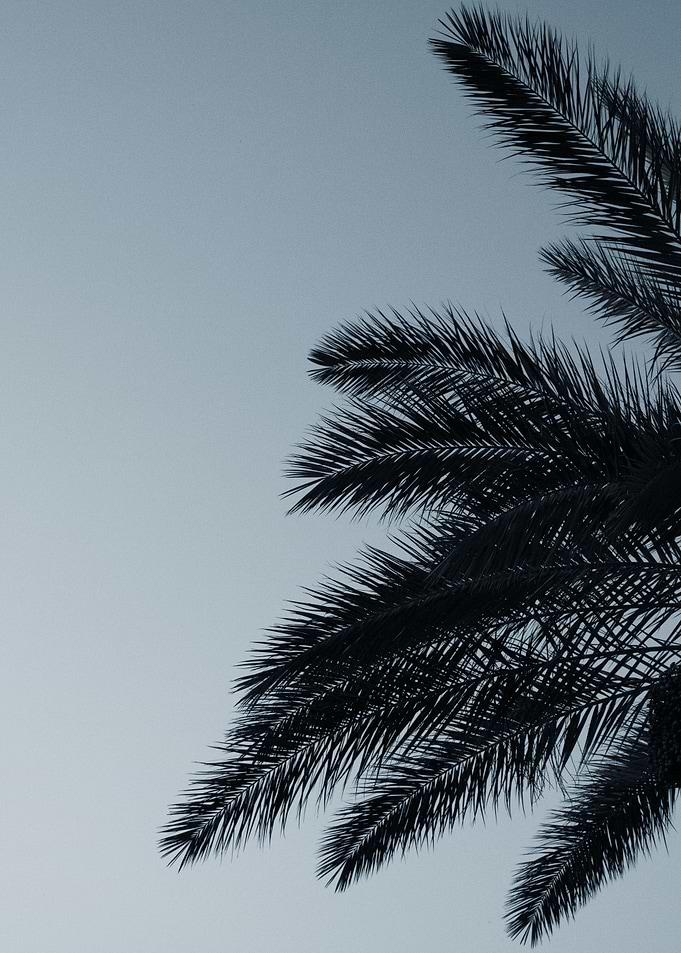 Palm Leaves Sunset Beauty