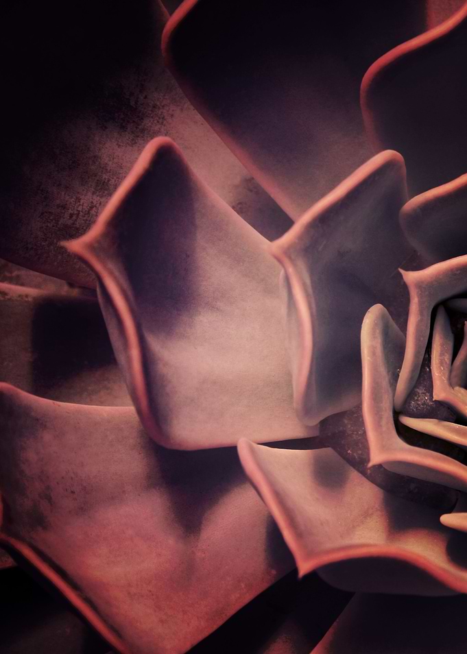 DARKSIDE OF SUCCULENTS XII
