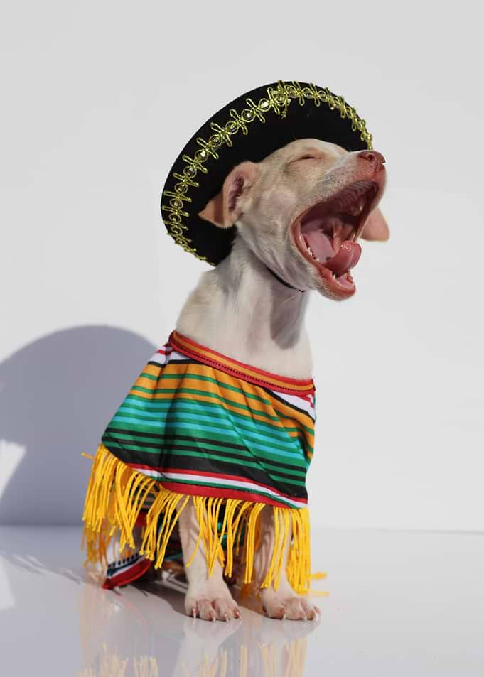 Ah Chihuahua