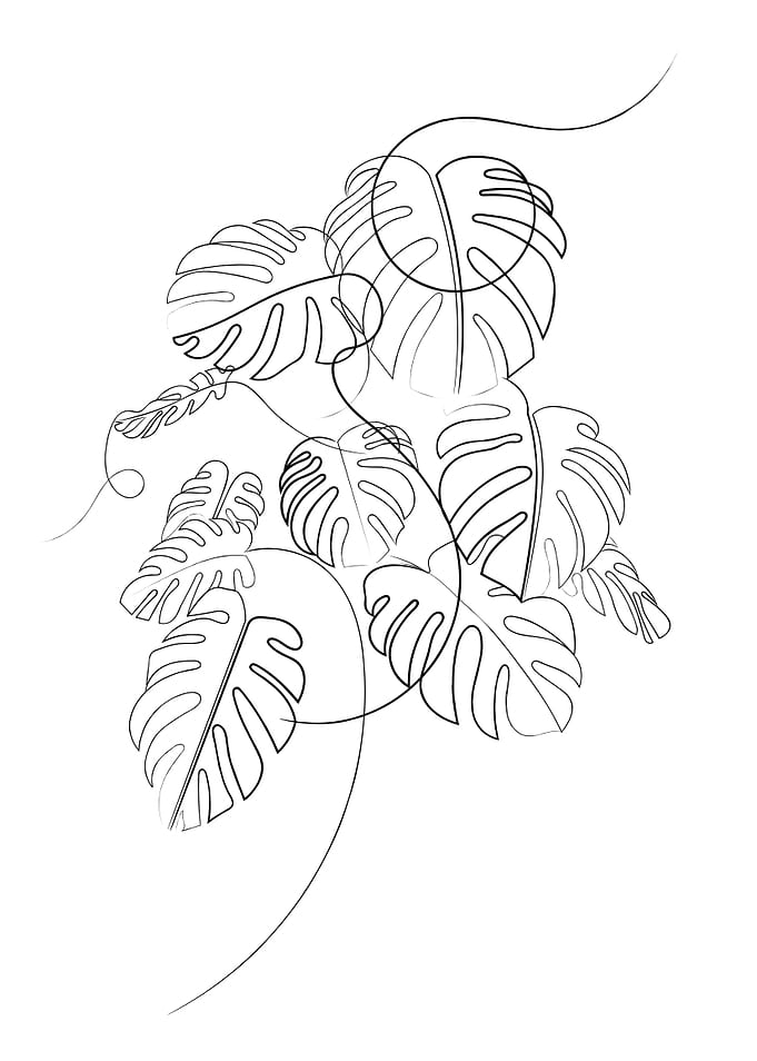 Cheese Plant Line Drawing
