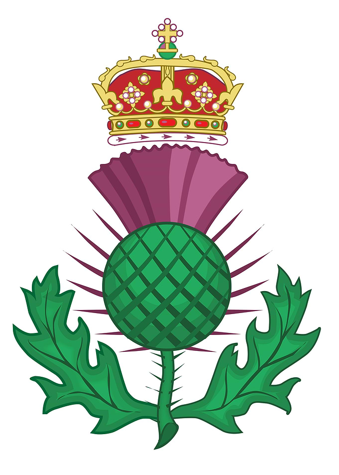 Thistle Symbol Of Scotland