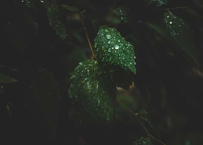 Leaves of Green
