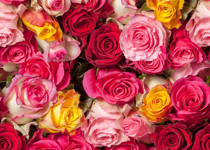 Roses