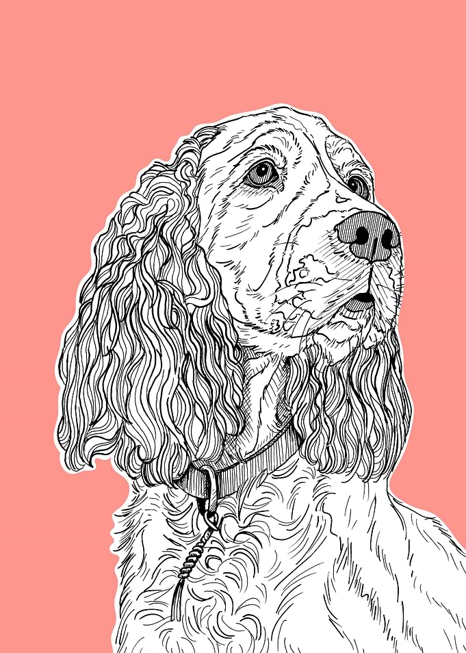 Spaniel Dog Portrait