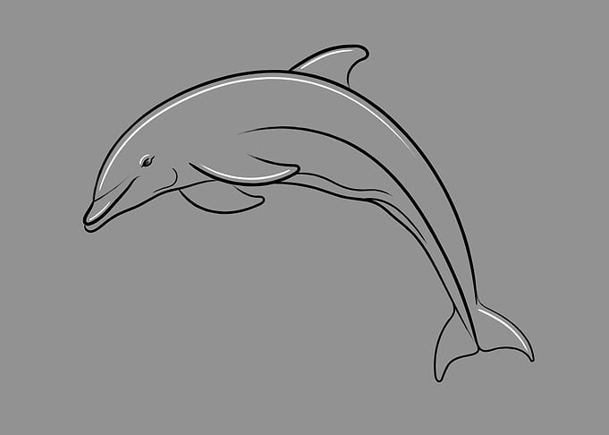 Jumping Dolphin