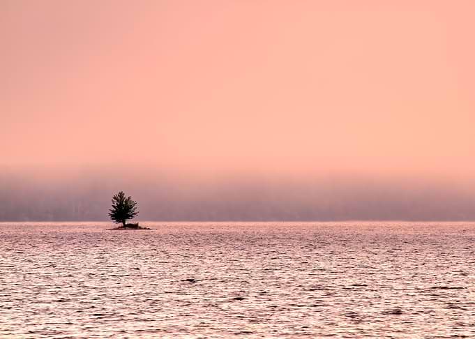 Lonely Tree
