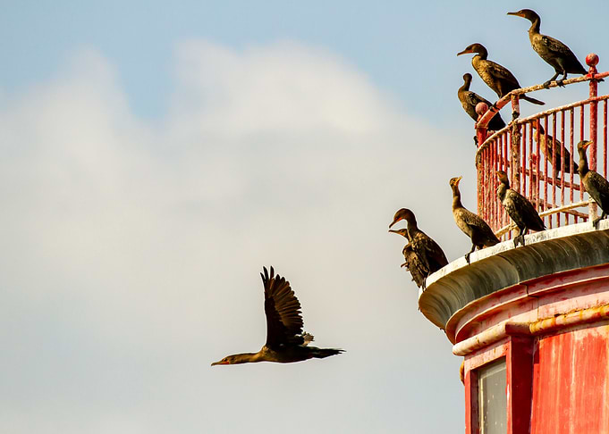Cormorants on Lighthouse