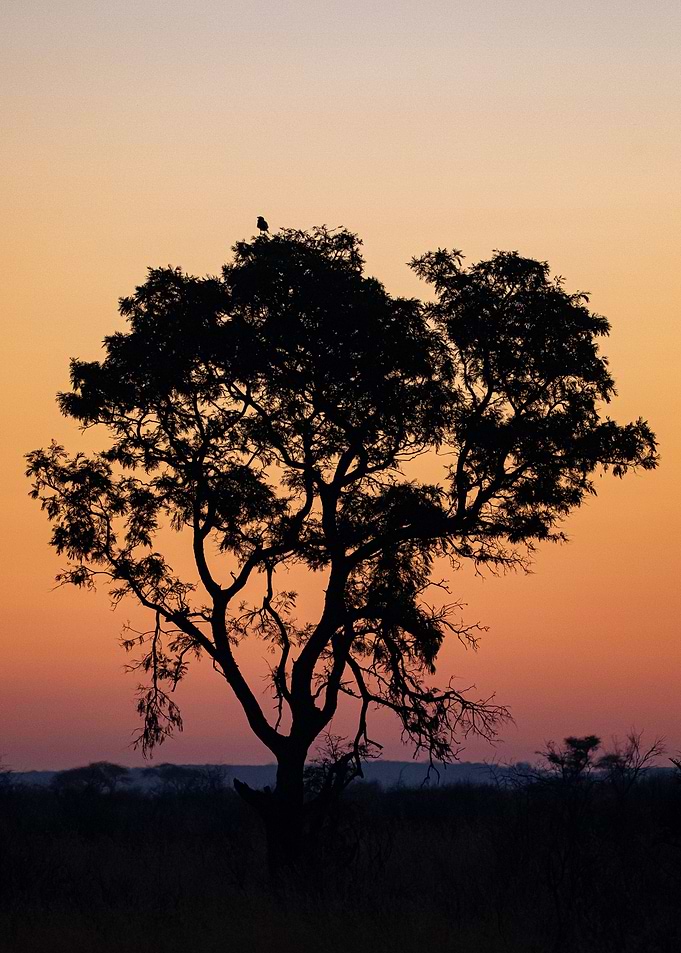 Evening Silhouette