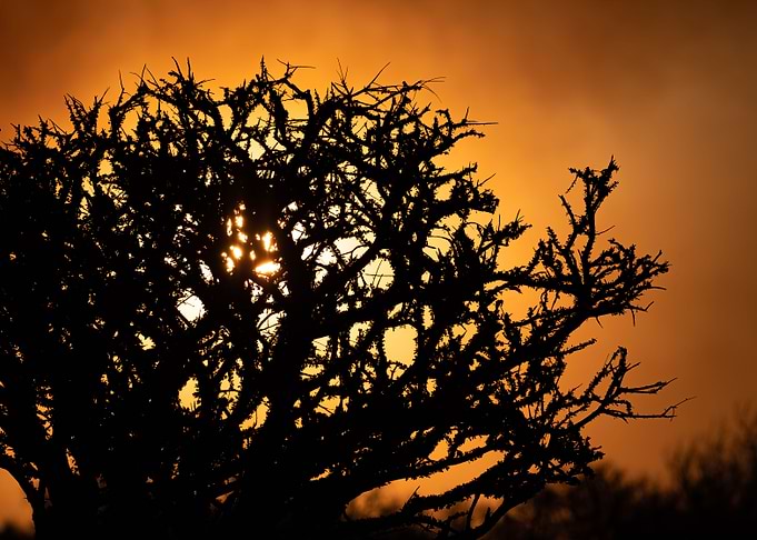 A bush on fire