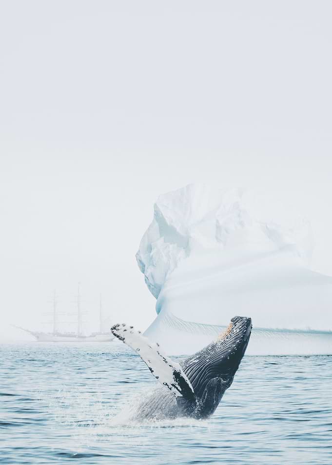 Antarctica