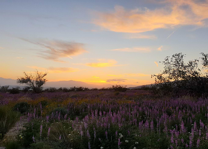 Sunset California