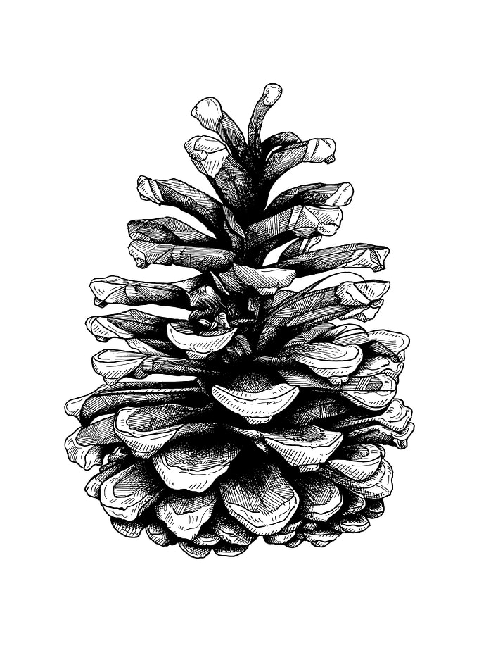 Fir Cone Drawing