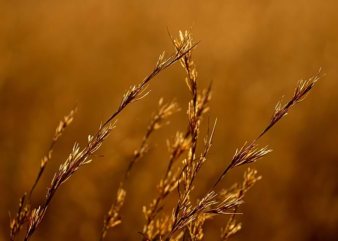 Golden glowing grass