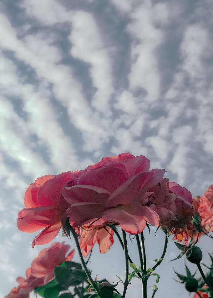 vintage roses