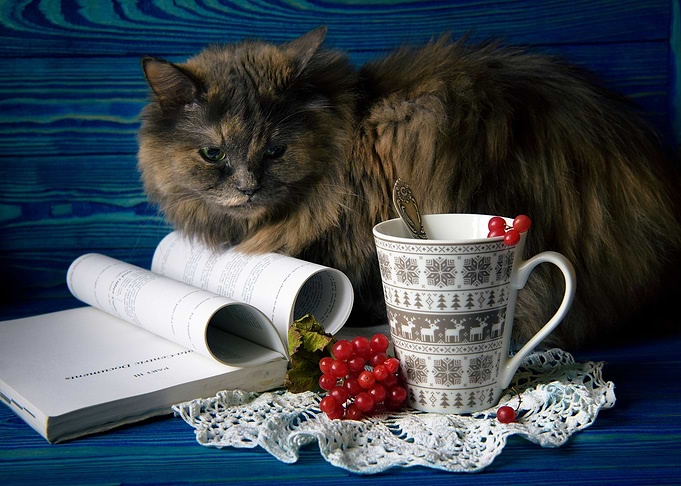 Coffee and a Cat