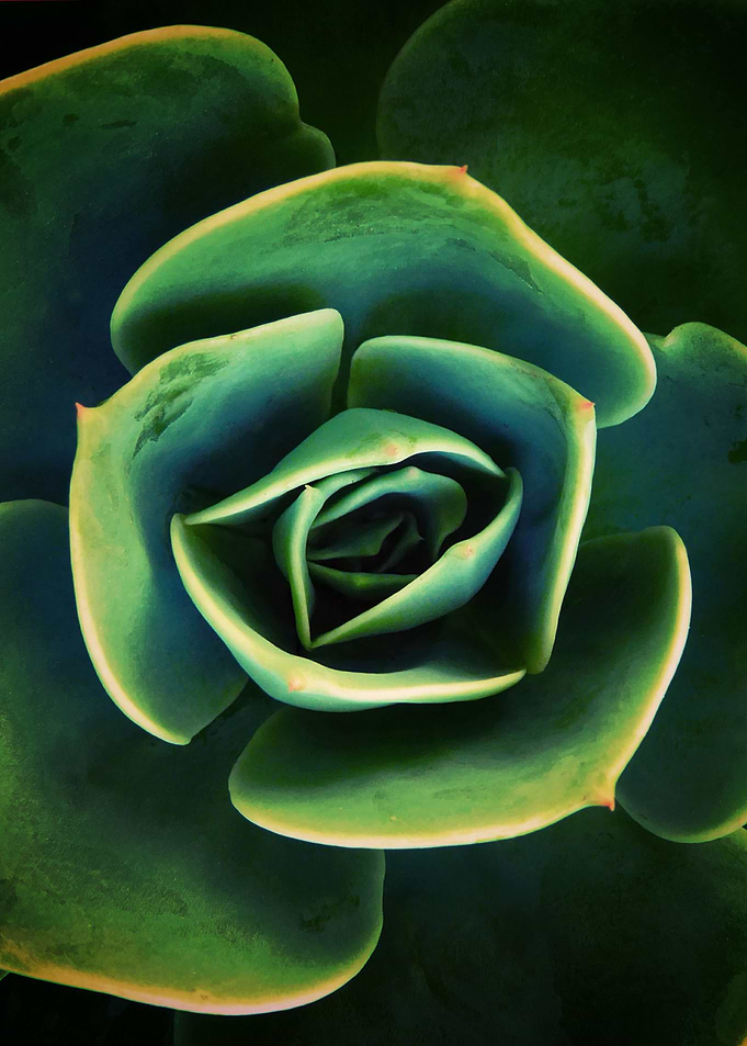 DARKSIDE OF SUCCULENTS 13b