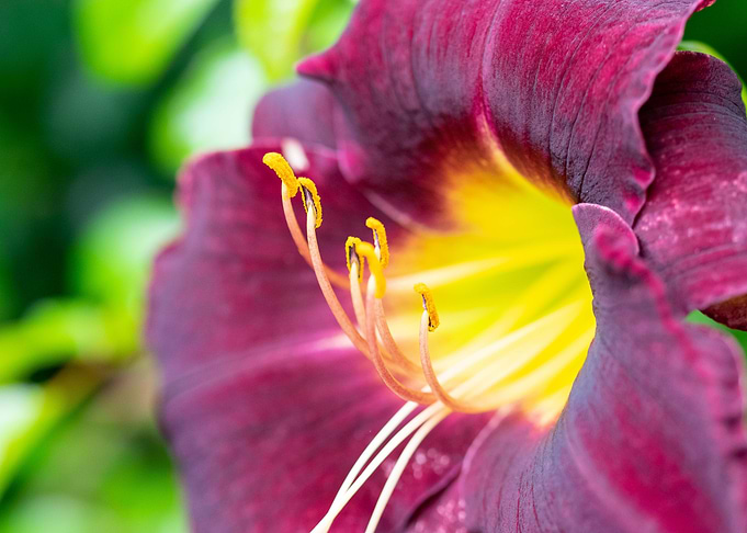 Flower 1