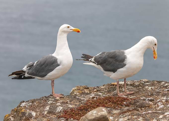 Two Gulls
