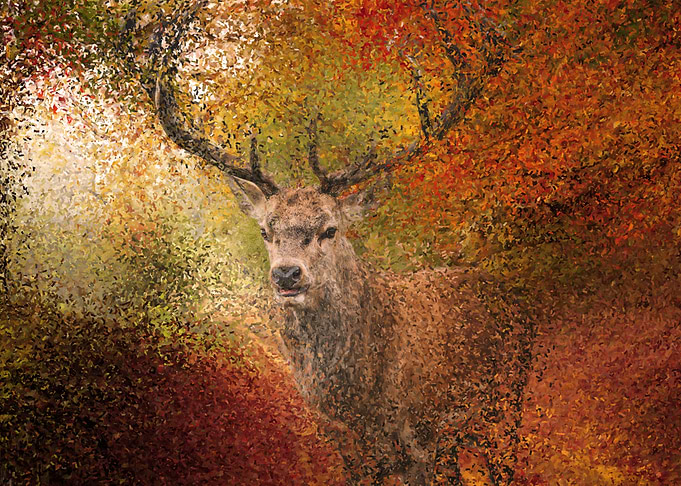 Deer