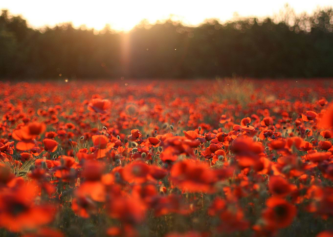 Field of Flowers