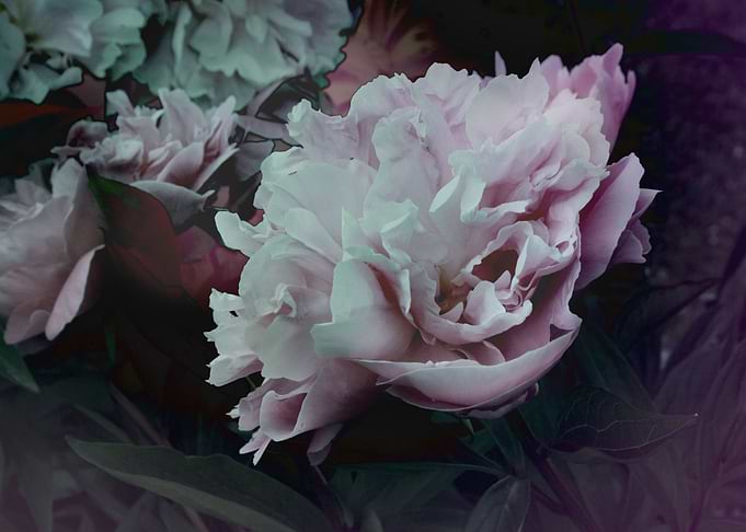 Peonies