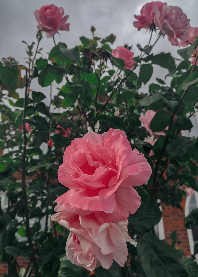 pink roses
