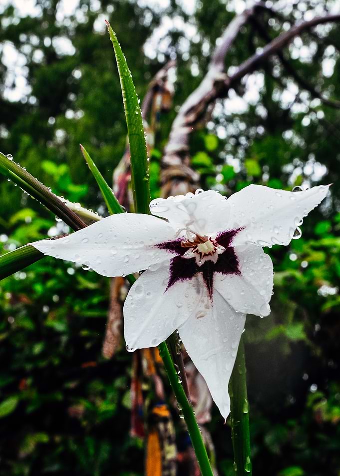 Drops of Rain