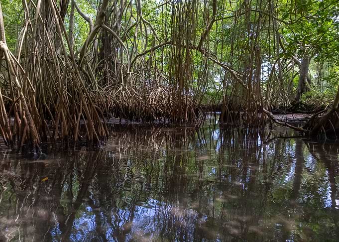 Laguna Dudu Mangroves