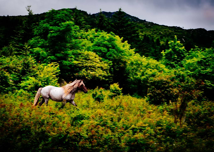 Running Wild Pony