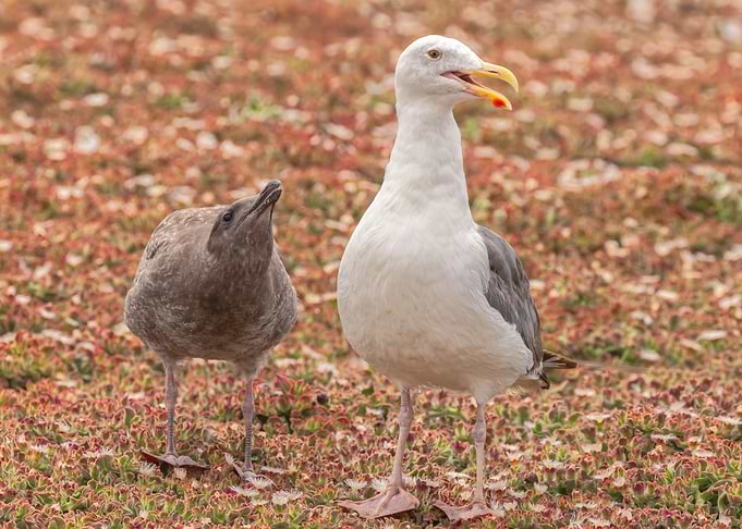 Gull and Chick