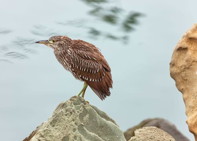 Young Heron