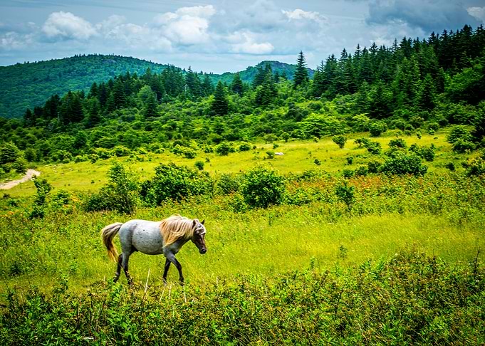 Wild Wild Ponies