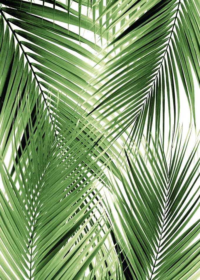 Green Palm Leaves Dream 2