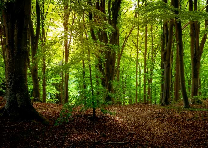 Summer Forest