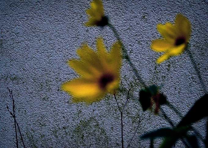 wallflower
