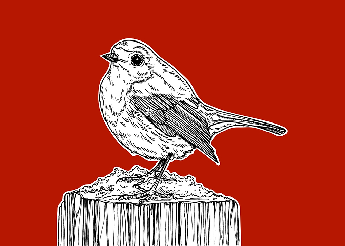 Robin Bird