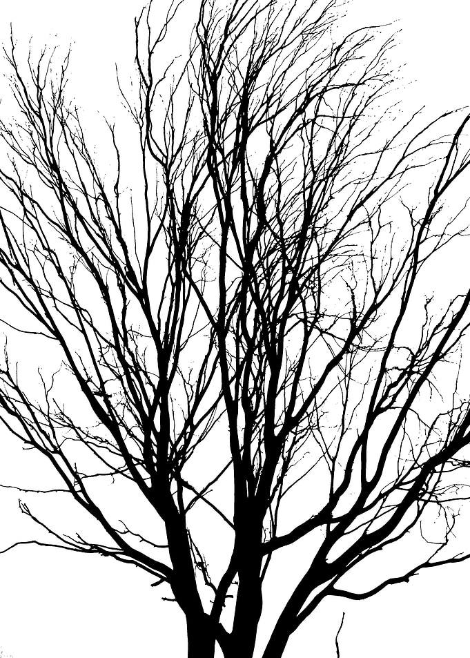 In memory of trees no12