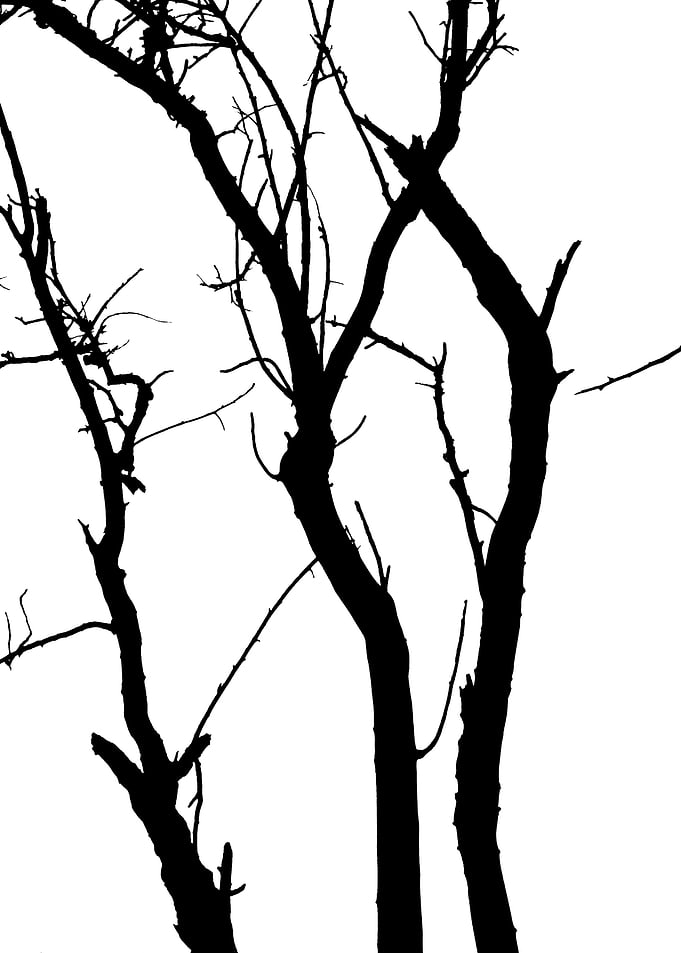 In memory of trees no2