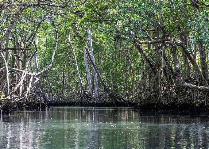 Laguna Dudu Mangroves